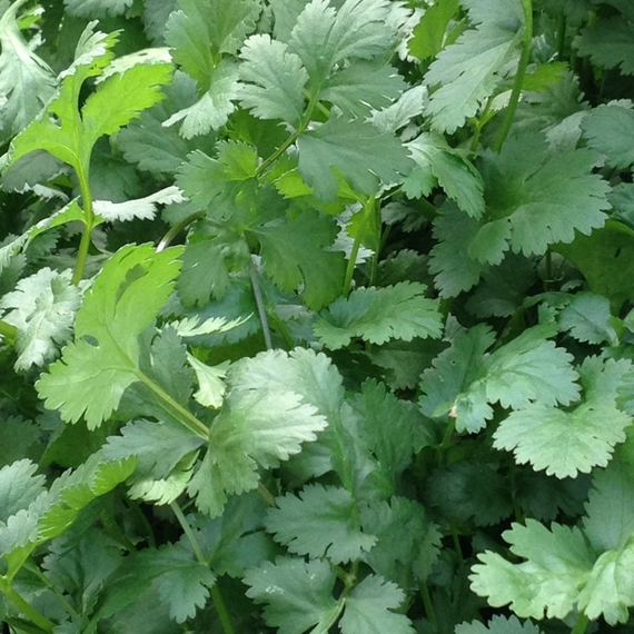 Санто кориандр 500 грамм