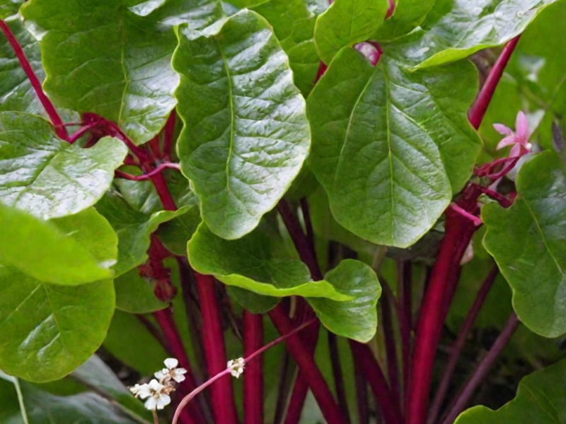 Рубарб мангольд 50 000 семян