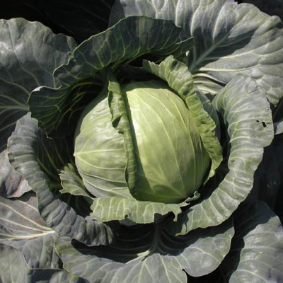 Ария F1 капуста белокочанная 2500