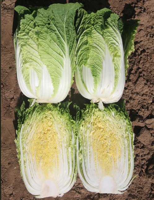 Легионер F1 капуста пекинская 2500 семян