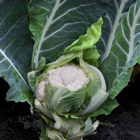 Гохан F1 капуста цветная 2500 семян
