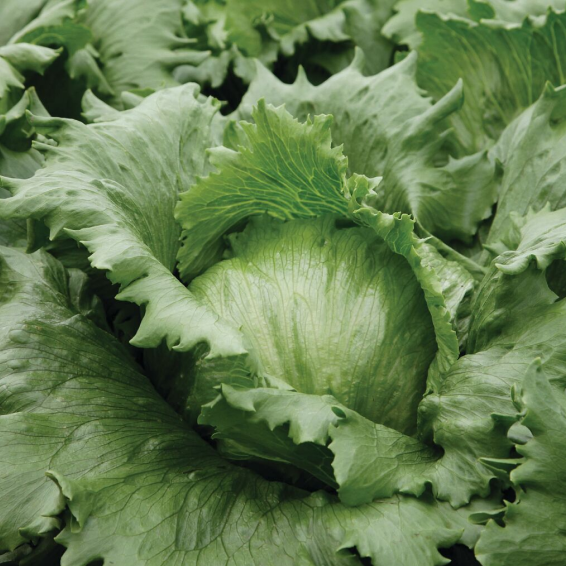 Айс Базар айсберг 5000 семян