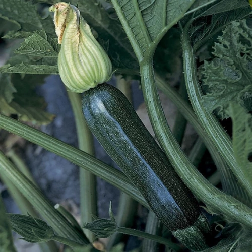 Супремо F1 кабачок 500 семян