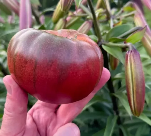 Таррагона F1 томат 250 семян